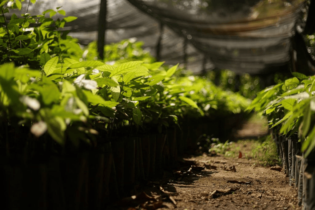 Productores de Comalcalco reciben miles de plantas de&nbsp;cacao