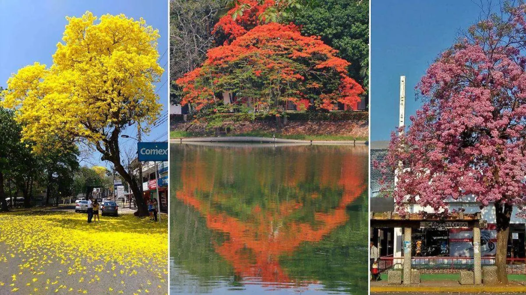 Los árboles nativos y extranjeros que forman parte del paisaje de&nbsp;Villahermosa