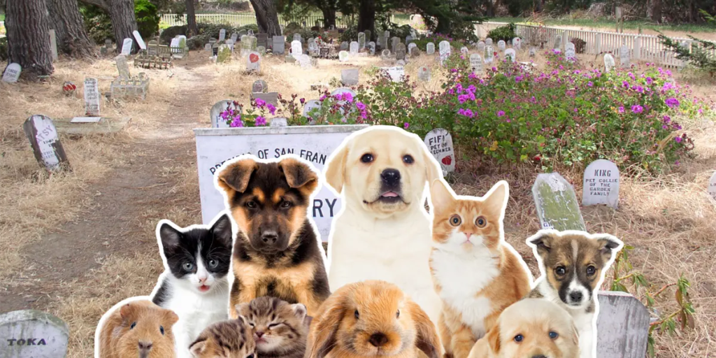 Proponen crear un cementerio para mascotas en&nbsp;Tabasco