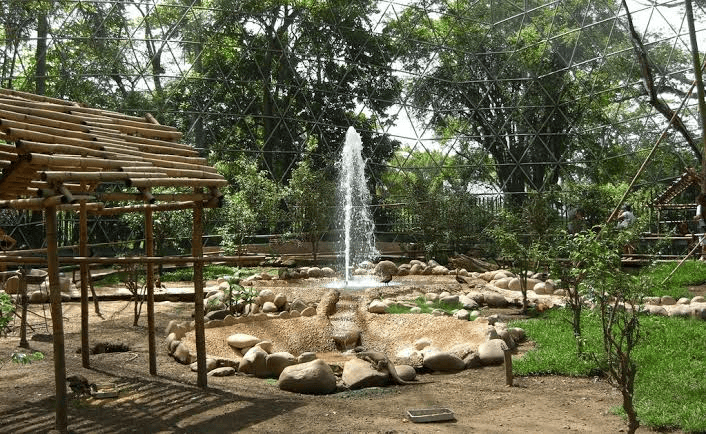Preparan regreso de fauna al Parque Museo La Venta tras rehabilitación