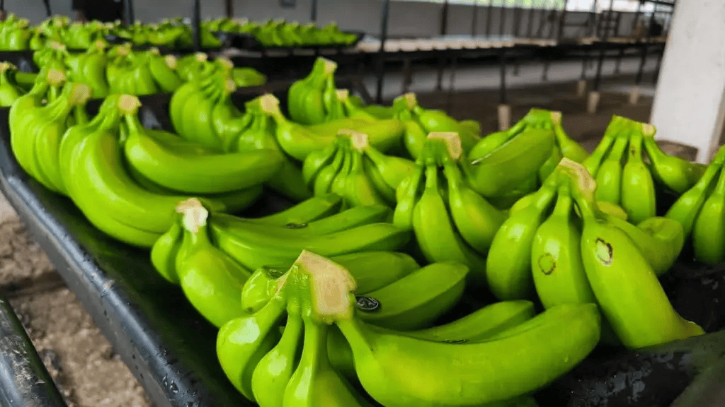 Tabasco mantiene vigilancia ante presunto ingreso ilegal de plátano guatemalteco