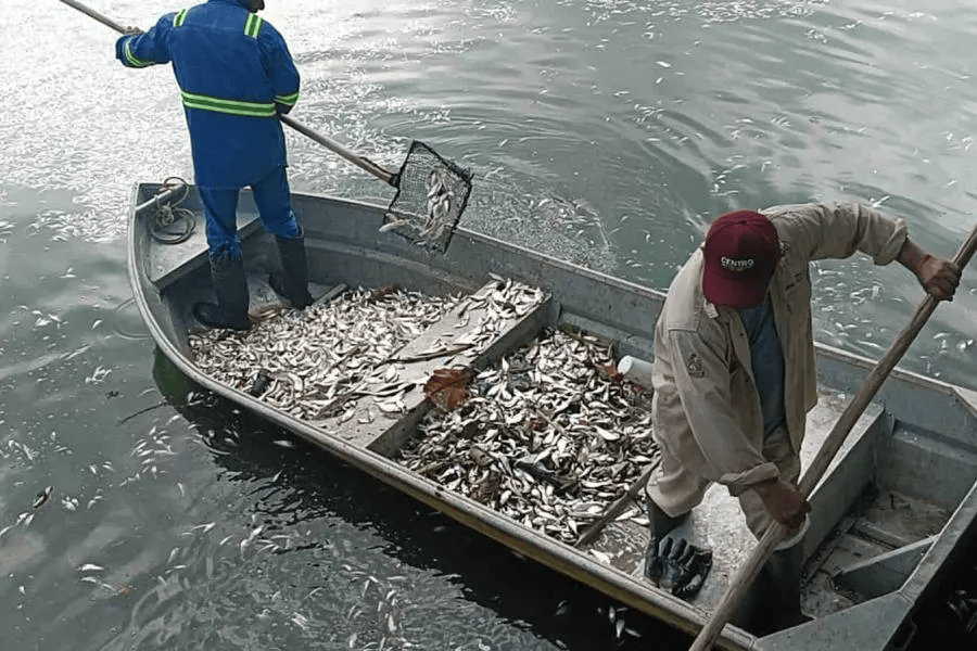 SEMADES coordina retiro de peces muertos en la Laguna de las Ilusiones