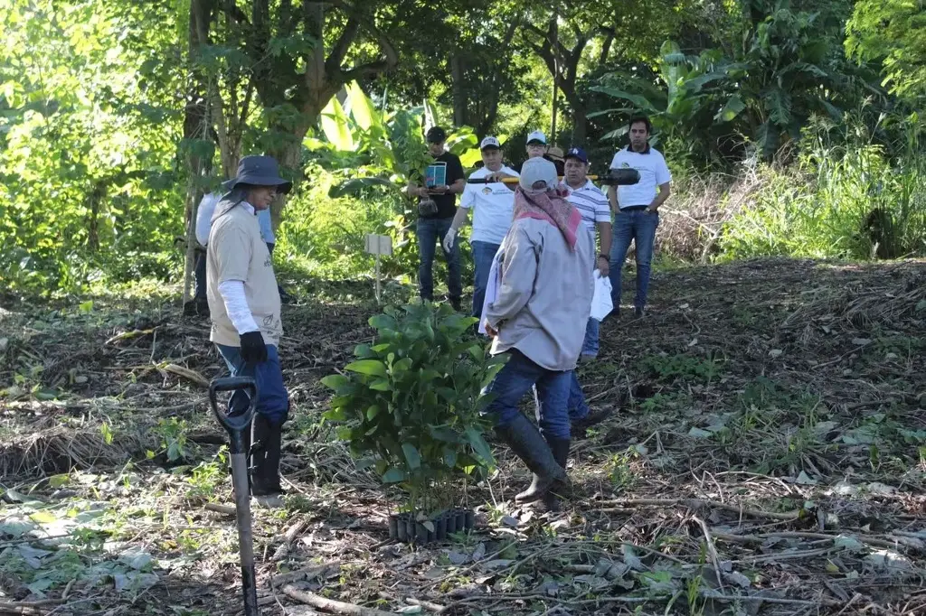 Tabasco eleva a 2.5 millones la meta de plantas para Jornada Estatal de Reforestación