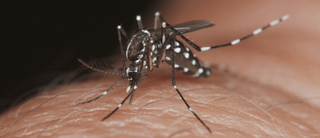 Federación decidirá si vacuna contra el dengue llegará al sector&nbsp;público