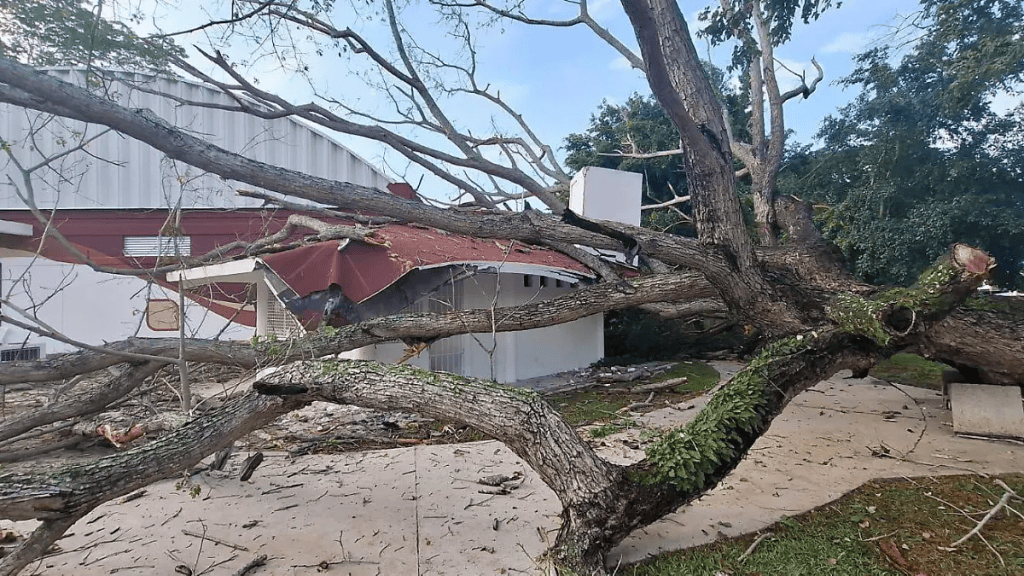 Árbol cae sobre baño del Pabellón de Lucha en Bosques de&nbsp;Saloya