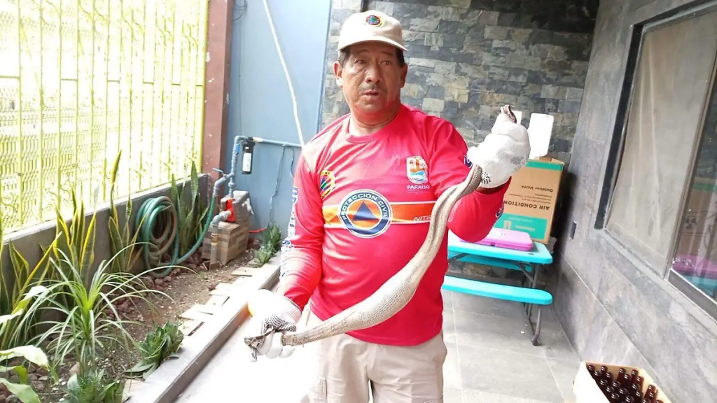 Capturan boa constrictor dentro de una vivienda en Paraíso; llaman a evitar manipular fauna&nbsp;silvestre