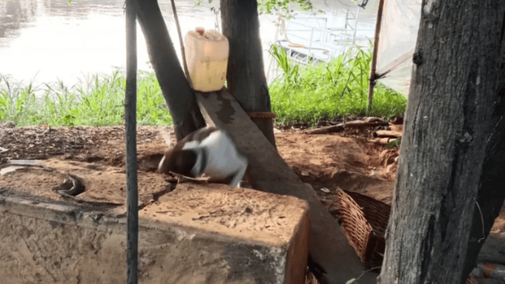 Denuncian presunto maltrato animal contra una perrita en el malecón de&nbsp;Villahermosa