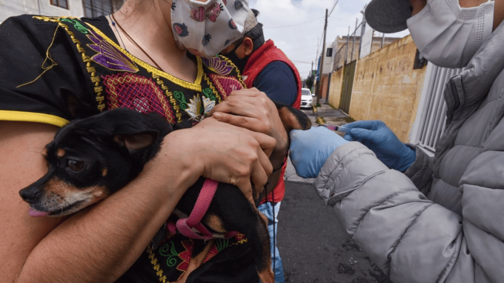 Ofrecerán vacunas gratuitas contra la rabia para perros y gatos en&nbsp;Centro