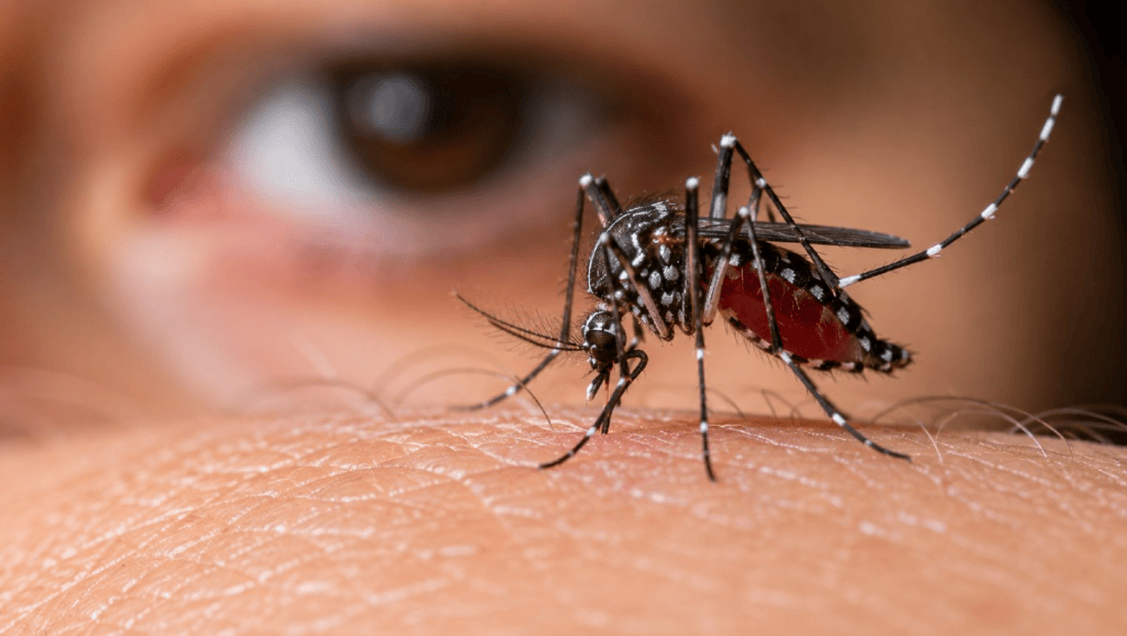 Refuerzan prevención contra el dengue ante circulación de serotipos 2 y 3 en&nbsp;Tabasco