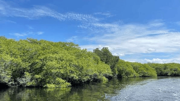 Manglares bajo presión ante la pérdida de terreno en la costa de&nbsp;Tabasco